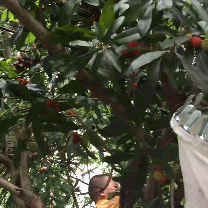 Teleskop-Obstpflücker aus Edelstahl bis 4 m | ArborEase™