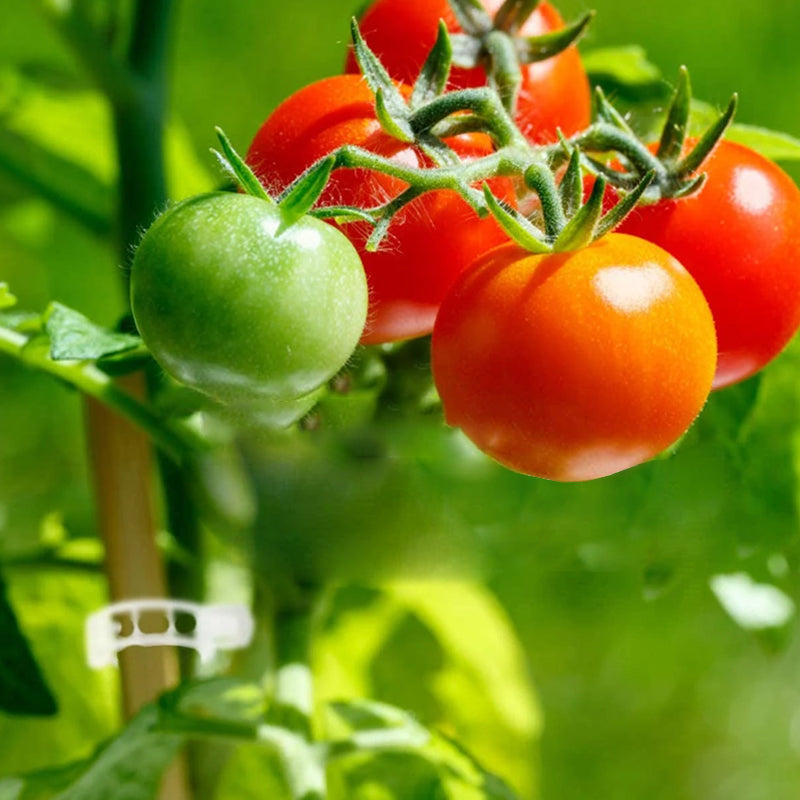 PlantGuard™ | Einfache Stützen für kräftigere, gesündere Pflanzen