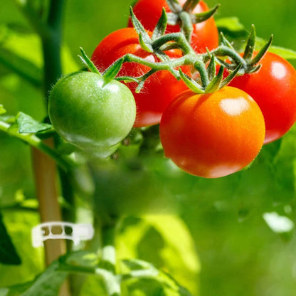 PlantGuard™ | Einfache Stützen für kräftigere, gesündere Pflanzen