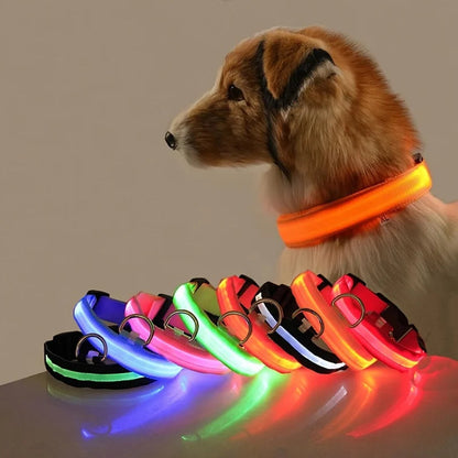 LED-Hundehalsband leuchtend für Nachtspaziergänge
