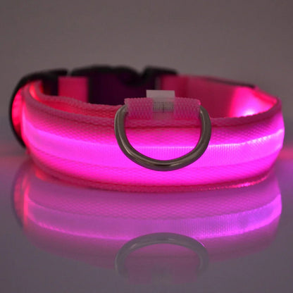 LED-Hundehalsband leuchtend für Nachtspaziergänge