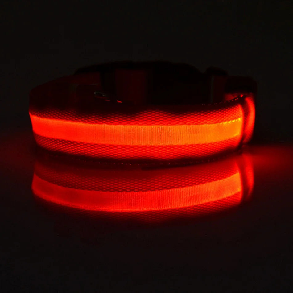 LED-Hundehalsband leuchtend für Nachtspaziergänge