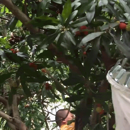 Teleskop-Obstpflücker aus Edelstahl bis 4 m | ArborEase™